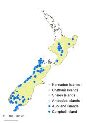 Centrolepis ciliata distribution map based on databased records at AK, CHR and WELT.
 Image: K. Boardman © Landcare Research 2014 